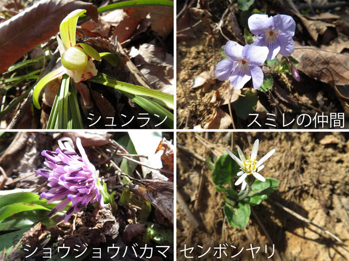 photo：シュンラン,ショウジョウバカマ,スミレ,センボンヤリ・千曲市大雲寺自然探勝園