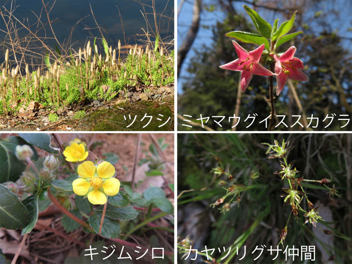 photo：ツクシ,ミヤマウグイスカグラ,キジムシロ,カヤツリグサの仲間・千曲市大雲寺自然探勝園
