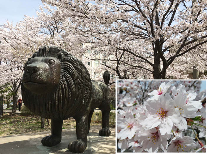 photo：ソメイヨシノ　城山公園