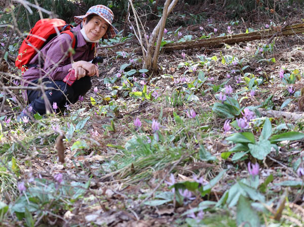photo：カタクリの花畑・髻山