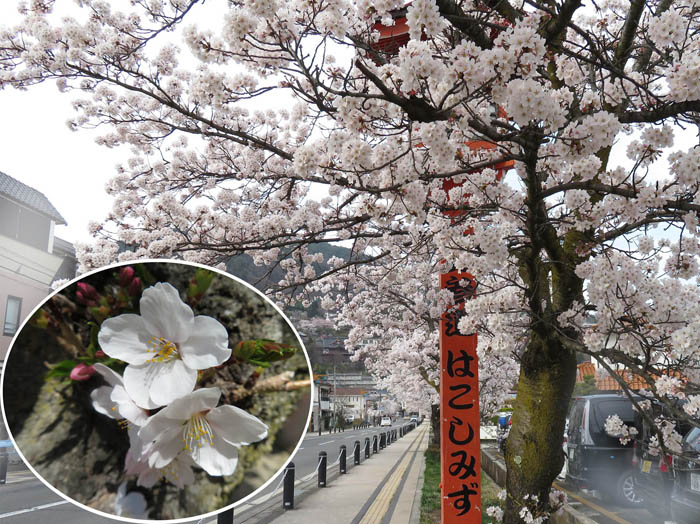 photo：ソメイヨシノ　城山公園