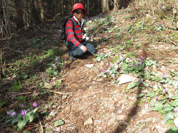 photo：道にも咲いているカタクリ・髻山