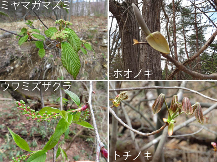 photo・ミヤマガマズミ,ホオノキ,ウワミズザクラ,トチョノキ・地附山,大峰山