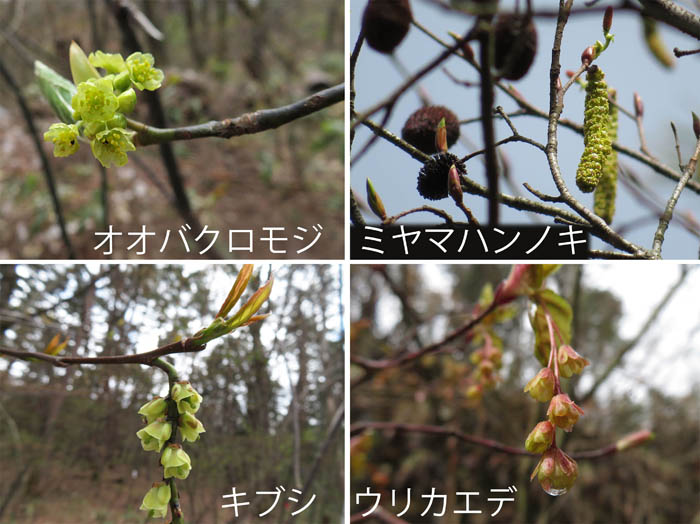 photo・オオバクロモジ,ミヤマハンノキ,キブシ,ウリハダカエデ・地附山,大峰山
