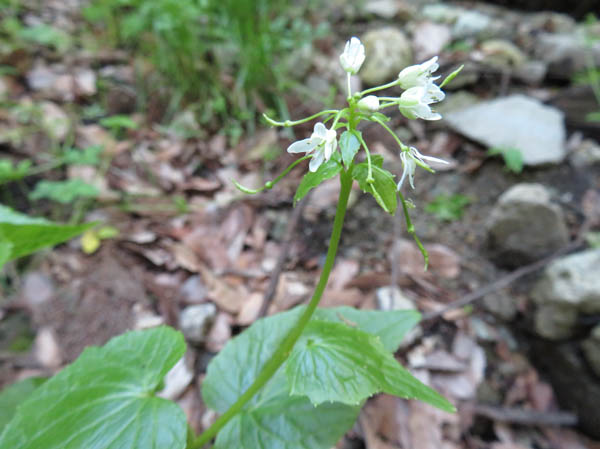 photo：ワサビの花・頼朝山