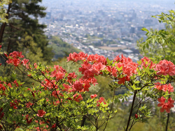 photo：ヤマツツジ・葛山