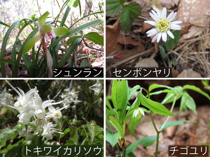 photo：シュンラン,センボンヤリ,トキワイカリソウ,チゴユリ・地附山,大峰山