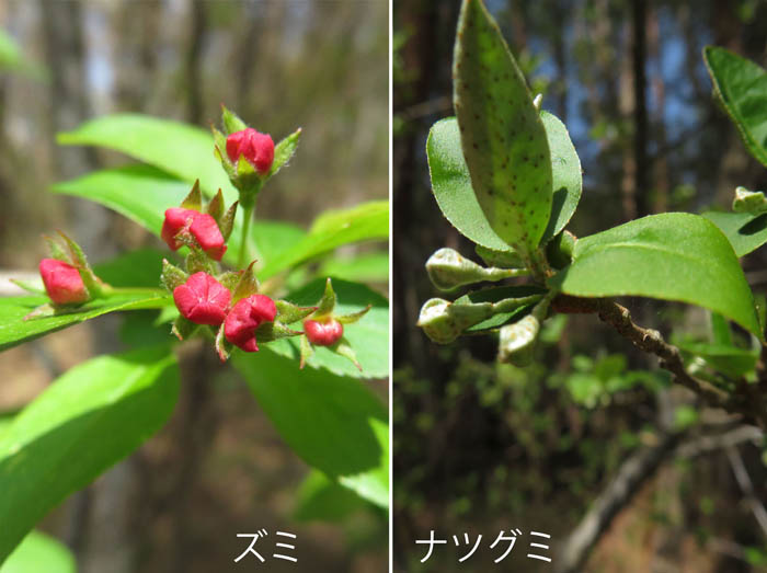 photo：ふくらんだズミとナツグミの蕾・地附山