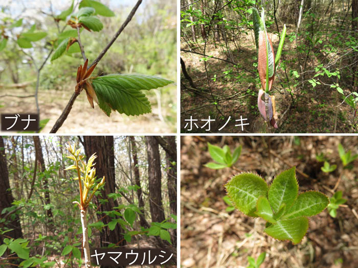 photo：ブナ,ホオノキ,ヤマウルシの芽吹き・地附山,大峰山