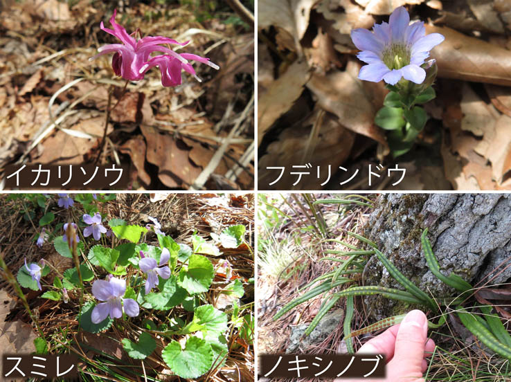 photo：イカリソウ,フデリンドウ,スミレ,ノキソキブ・井上山