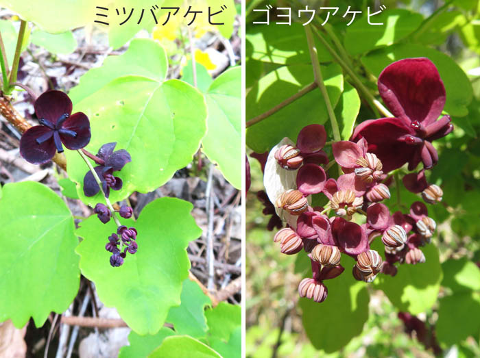 photo：ミツバアケビ,ゴヨウアケビ・葛山