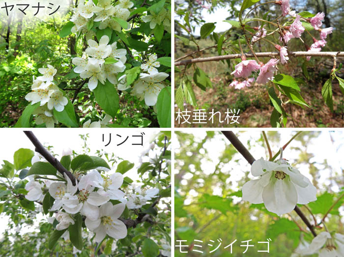 photo：ヤマナシ,リンゴ,モミジイチゴ,枝垂れ桜・葛山,大峰山,地附山