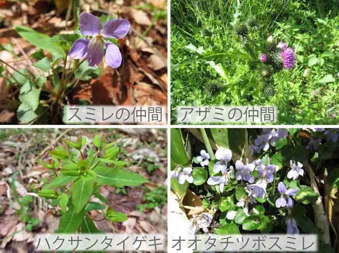 photo：スミレの仲間,アザミの仲間,ハクサンタイゲキ,オオタチツボスミレ・葛山