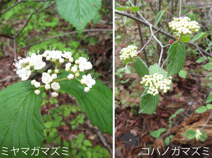 photo：ガマズミも咲き出した・観音山