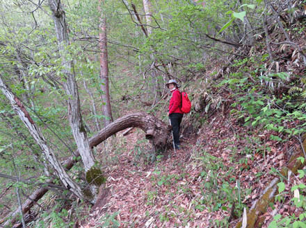 photo：またぐ？くぐる？登山道・観音山