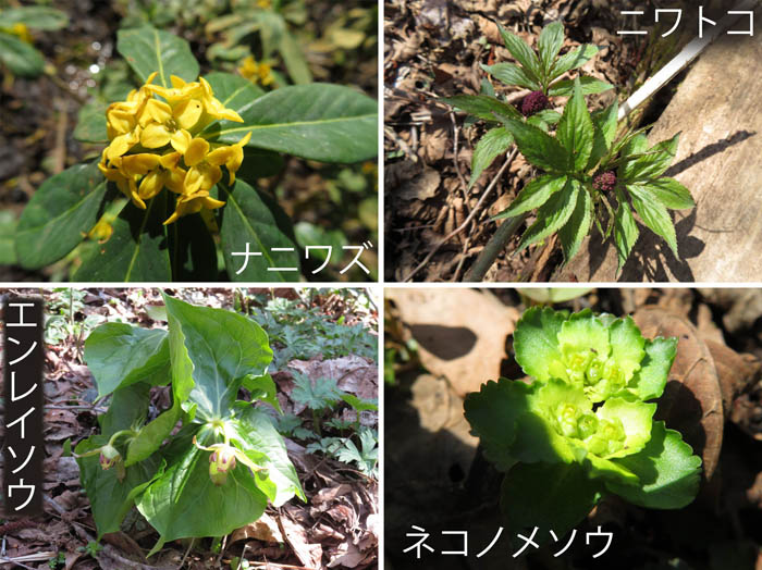 photo：ナニワズ,ニワトコ,エンレイソウ,ネコノメソウ（むれ水芭蕉園）
