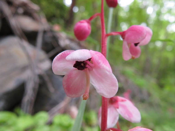 photo：ベニバナイチヤクソウの花：地附山