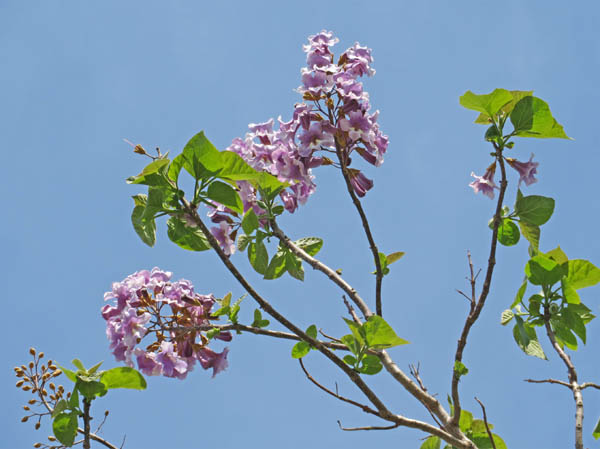 photo：キリの花・旭山（長野市）