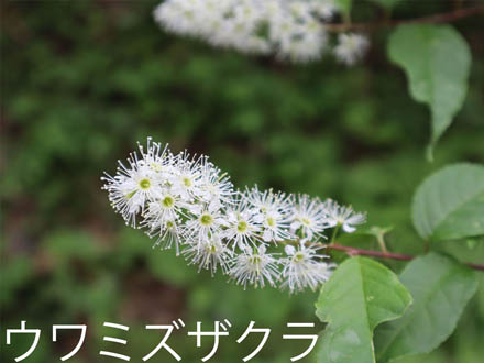 photo：ウワミズザクラ・旭山（長野市）