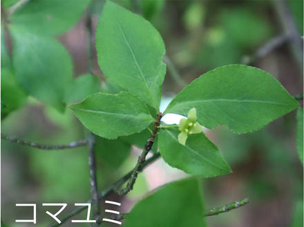 photo：コマユミ・旭山（長野市）