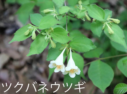 photo：ツクバネウツギ・旭山（長野市）