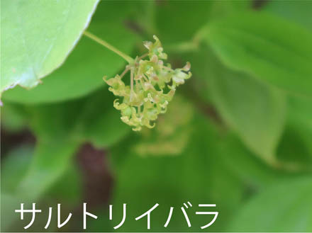 photo：サルトリイバラ・旭山（長野市）