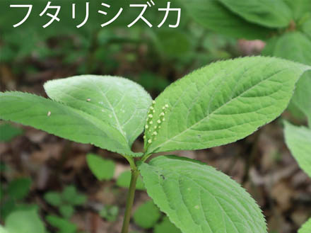 photo：フタリシズカ・旭山（長野市）