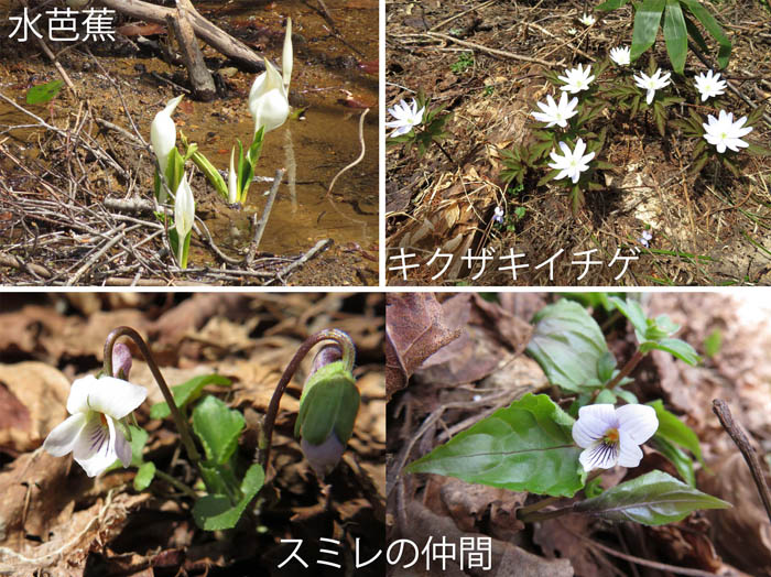 photo：ミズバショウ,キクザキイチゲ,スミレの仲間・袴岳
