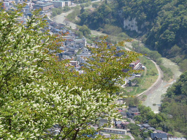 photo：ウワミズザクラ・頼朝山山頂から