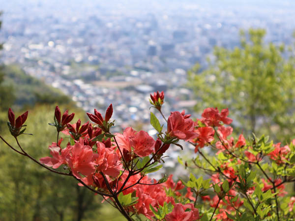 photo：ヤマツツジの向こうは善光寺平・頼朝山