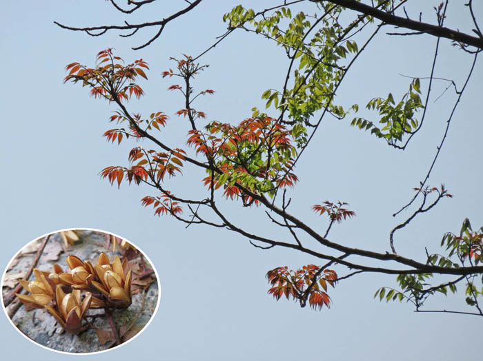 photo：チャンチンの芽吹き（円内実）・頼朝山