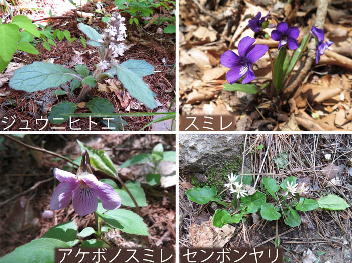 photo：ジュウニヒトエ,スミレ,アケボノスミレ,センボンヤリ・頼朝山,葛山