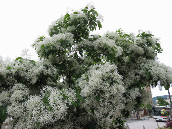 photo：ナンジャモンジャの花：長野市中央通り