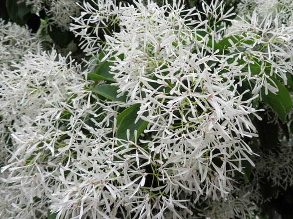 photo：ナンジャモンジャの花：長野市中央通り