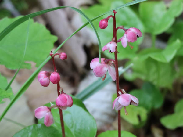 photo：ショウジョウバカマの花の後：地附山
