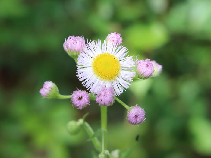 photo：ハルジオンの花：地附山