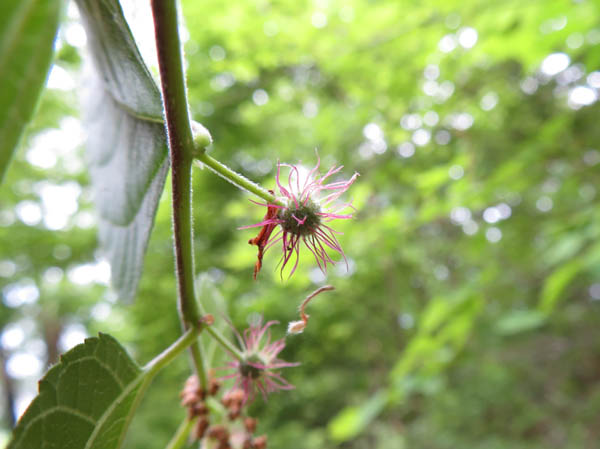 photo：コウゾの花：鴨ヶ嶽