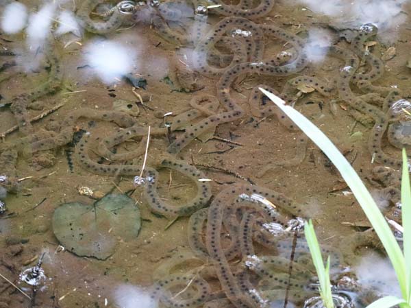 photo：アズマヒキガエルの卵：戸隠