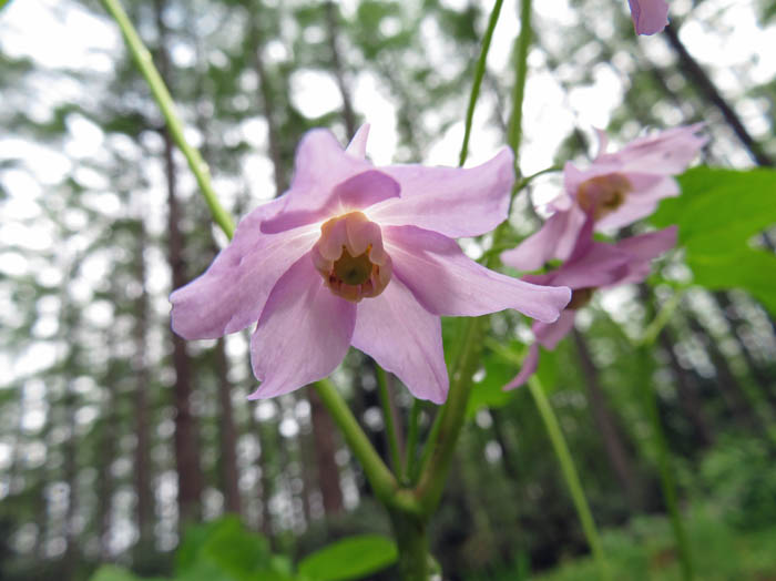 photo：トガクシソウ：戸隠