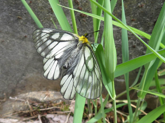 photo：ウスバシロチョウ：飯綱町