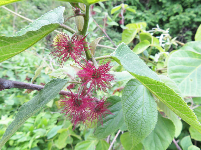 photo：コウゾの花：大峰山（長野市）