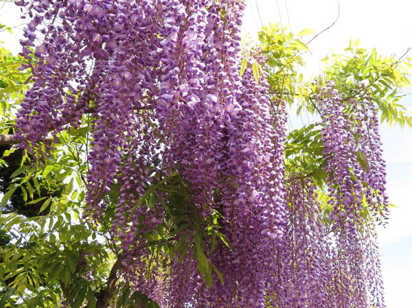 photo：フジ：長野市街
