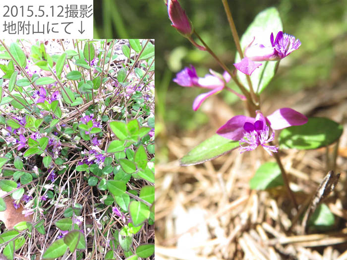 photo：久しぶりに見つけたヒメハギ：地附山
