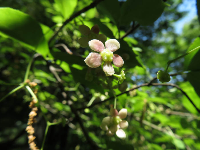 photo：ツリバナの花：矢筒山
