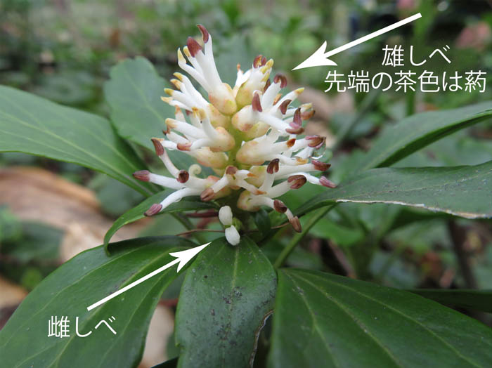 photo：フッキソウ：戸隠森林植物園