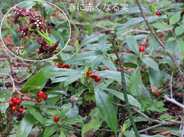 photo：ヒメアオキ：戸隠森林植物園