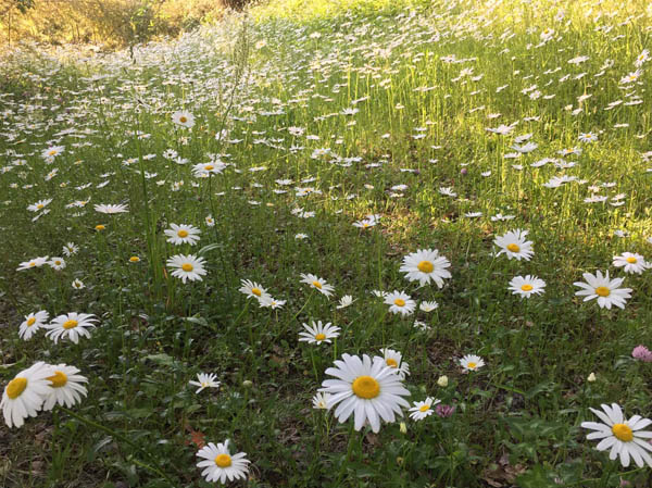 photo：小丸山のフランス菊：大峰山