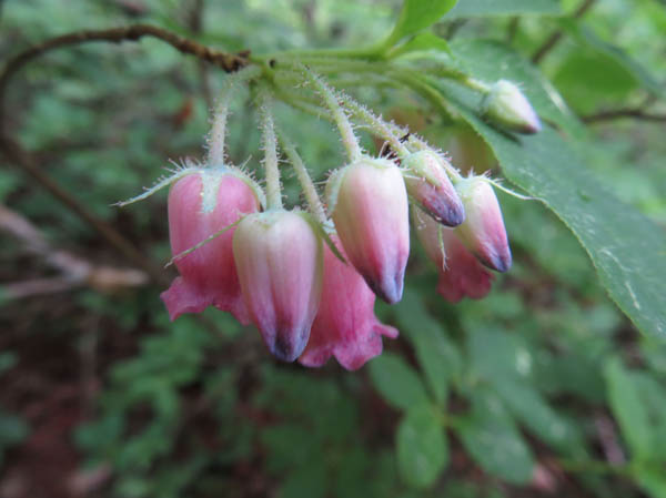 photo：ガクウラジロヨウラクの花1：大峰山