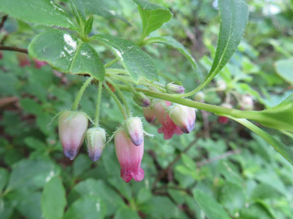 photo：ガクウラジロヨウラクの花4：大峰山