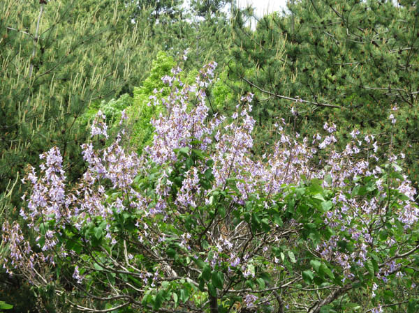 photo：柔らかい色のキリの花：地附山